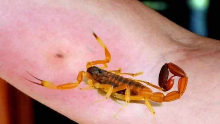 Niña de kínder en Hermosillo sufre picadura de alacrán; AEPF promueve jornadas de limpieza