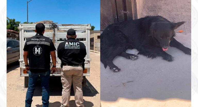 Rescatan a perro abandonado, desnutrido y sin agua en vivienda deshabitada en Hermosillo