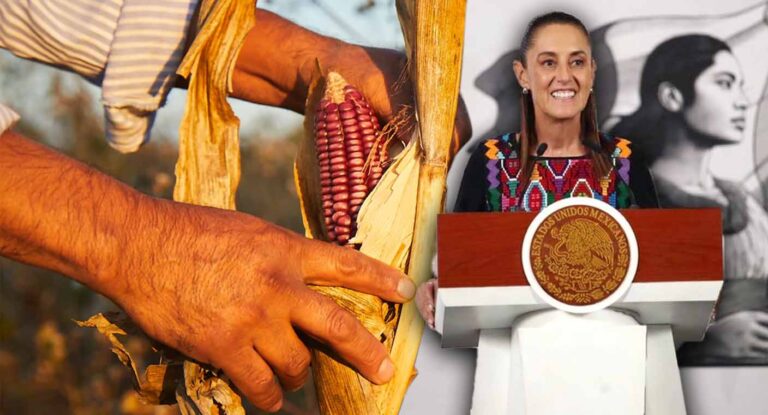 Sheinbaum presenta plan para garantizar precio justo del maíz y fortalecer soberanía alimentaria