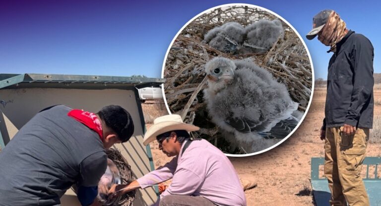 Sonora impulsa conservación del halcón aplomado y el berrendo en el desierto chihuahuense