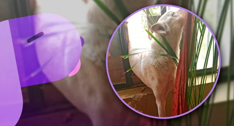 Bomberos rescatan a perrito atrapado en ventana en Ures, Sonora