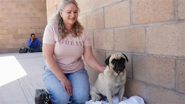 Clínica de Bienestar Animal en Sonora realiza 859 esterilizaciones en un mes Clínica de Bienestar Animal en Sonora realiza 859 esterilizaciones en un mes