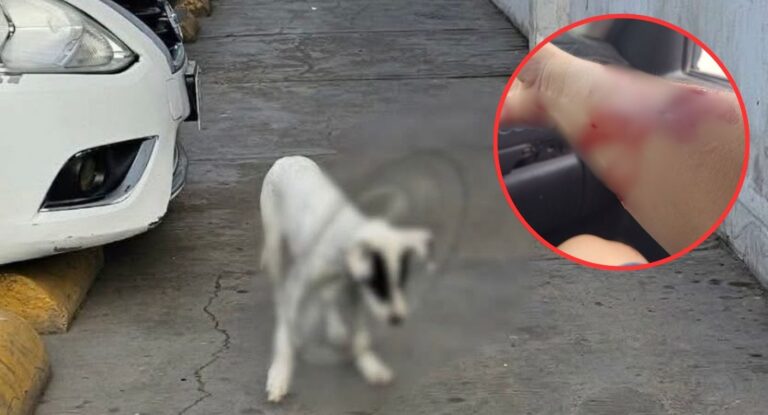 Mujer resulta lesionada al rescatar cachorro en situación de calle en Ciudad Obregón