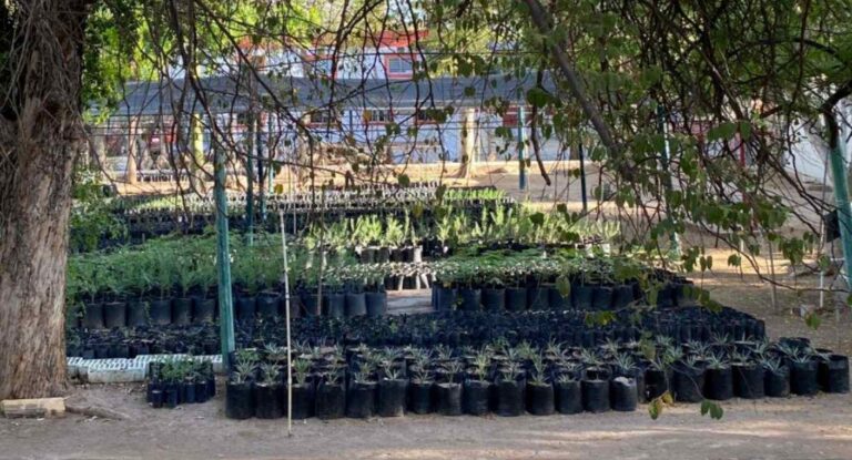 Vivero Municipal de Hermosillo donará 500 árboles nativos; te contamos