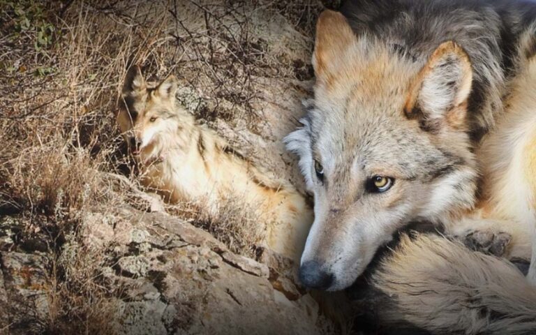 Profepa libera tres lobos mexicanos en Chihuahua para recuperación de la especie