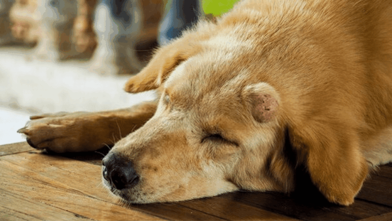 El cáncer también afecta a los perros: un problema creciente en Sonora