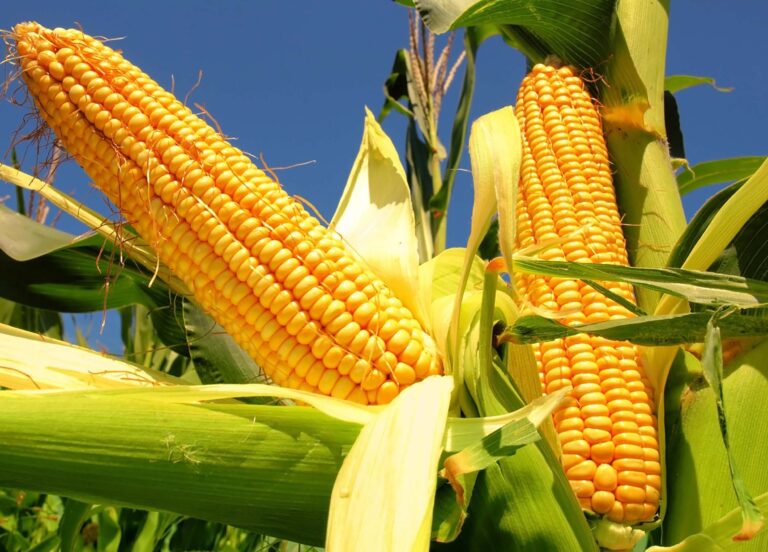 México seguirá siendo el principal importador de maíz hasta 2035, según OCDE y FAO