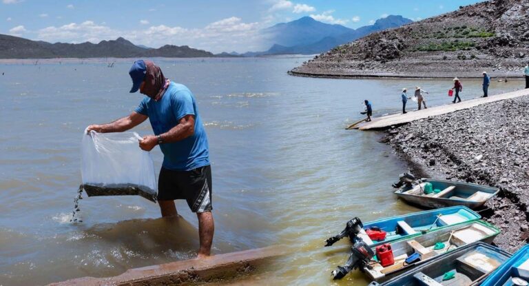 Repueblan presas en Sonora con más de 2.3 millones de crías de tilapia para impulsar la pesca local Repueblan presas en Sonora con más de 2.3 millones de crías de tilapia para impulsar la pesca local