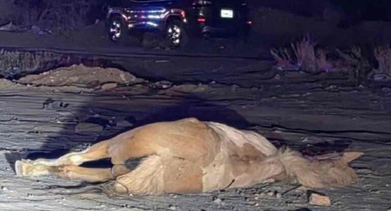 Pick up impacta a jinete y su caballo en carretera Hermosillo-Guaymas; animal muere Pick up impacta a jinete y su caballo en carretera Hermosillo-Guaymas; animal muere