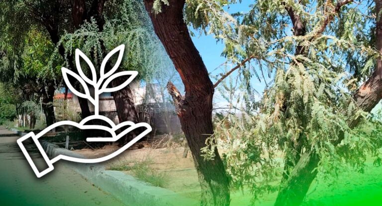 Especialista señala que parques en Hermosillo deben tener hasta 40% de áreas verdes Especialista señala que parques en Hermosillo deben tener hasta 40% de áreas verdes