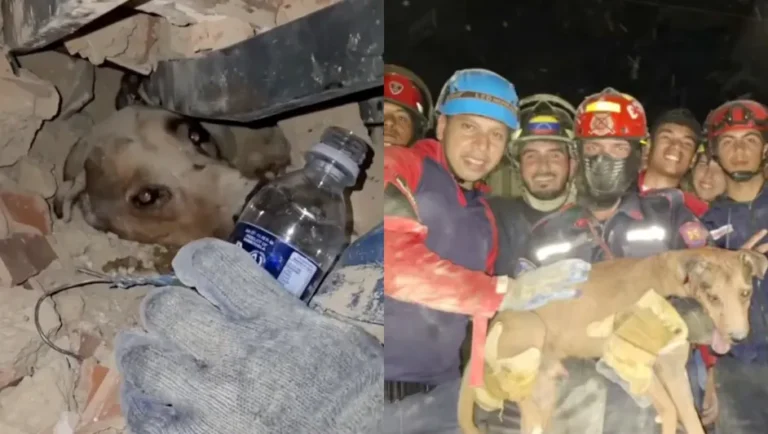 Bomberos rescatan a perrito atrapado entre escombros tras terremoto en Venezuela