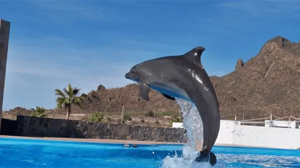 Delfinario Sonora preparado para recibir visitantes en vacaciones de verano Delfinario Sonora preparado para recibir visitantes en vacaciones de verano