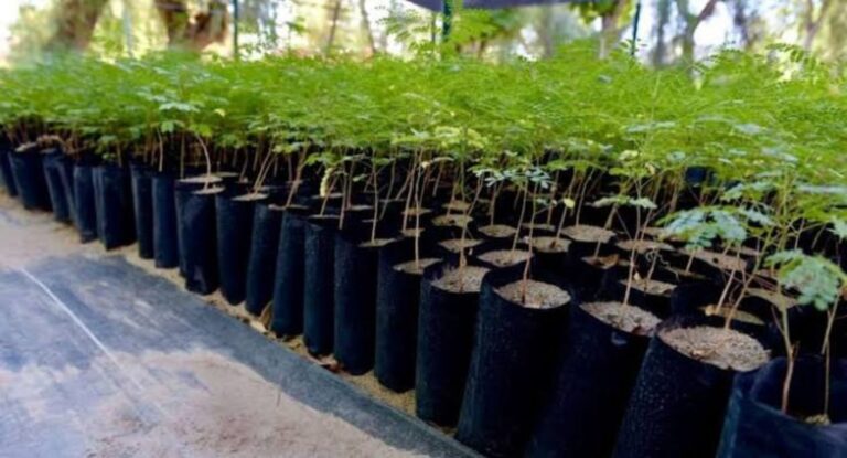 Vivero Municipal de Hermosillo entregará árboles nativos; conoce cómo participar Vivero Municipal de Hermosillo entregará árboles nativos; conoce cómo participar