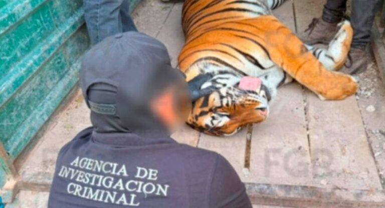 FGR rescata tigres de bengala, un ocelote y un lince durante operativo en Sonora