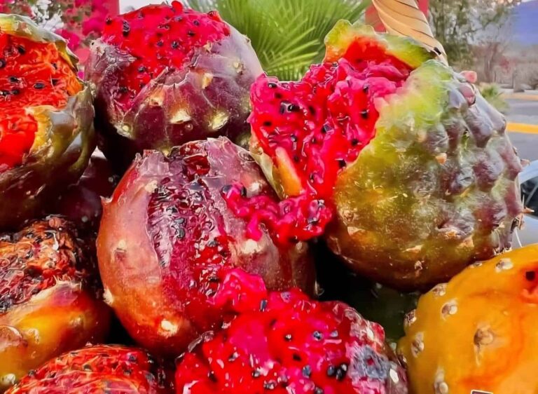 Comienza la temporada de pitayas en Sonora, la fruta emblemática del desierto Comienza la temporada de pitayas en Sonora, la fruta emblemática del desierto