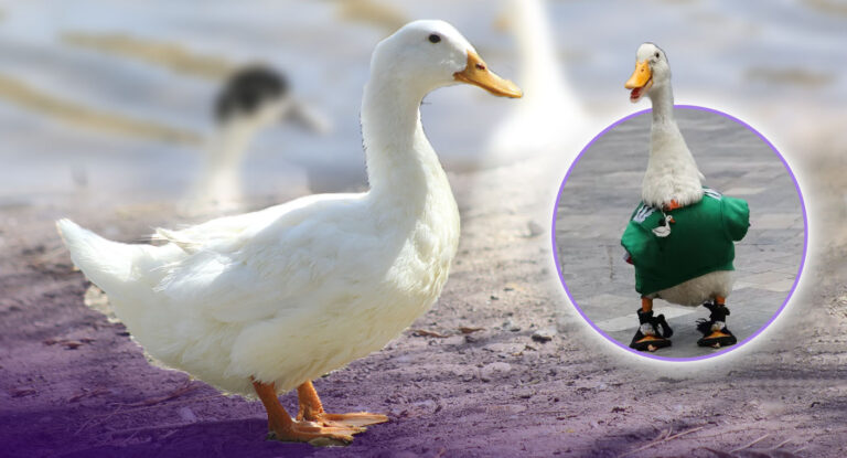Especialista destaca que patos como Merlín son mascotas dóciles y fáciles de cuidar Especialista destaca que patos como Merlín son mascotas dóciles y fáciles de cuidar