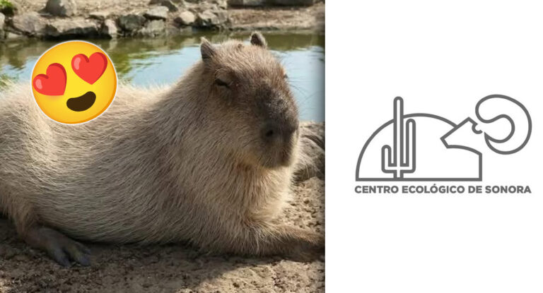 El capibara Capirotada del Ecológico de Hermosillo tendrá pareja este verano