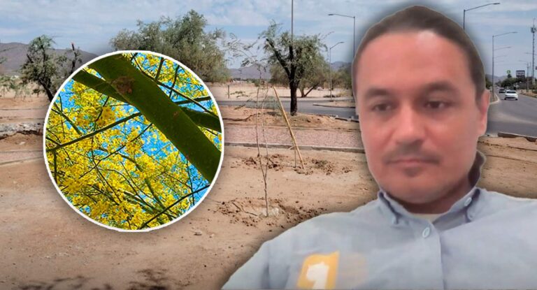 Especialista señala que Hermosillo tiene solo 2 a 3 árboles por habitante, pero se requieren al menos 9