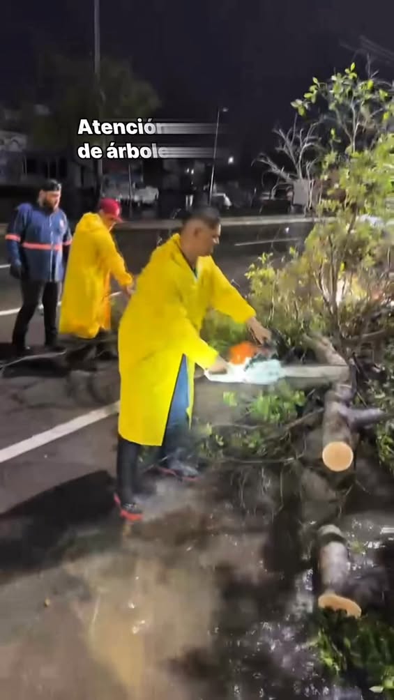 Gobierno de Hermosillo atiende reportes por árboles caídos ante lluvias Gobierno de Hermosillo atiende reportes por árboles caídos ante lluvias