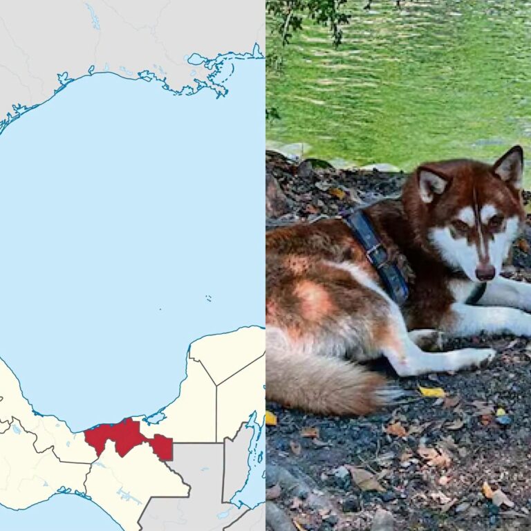 Lucas, el husky que recibirá pensión tras divorcio