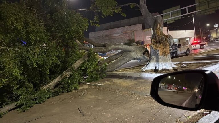 Fuertes vientos derriban siete árboles en Hermosillo Fuertes vientos derriban siete árboles en Hermosillo
