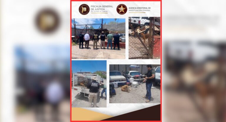 Rescatan dos perros en abandono durante cateo por maltrato animal en Hermosillo