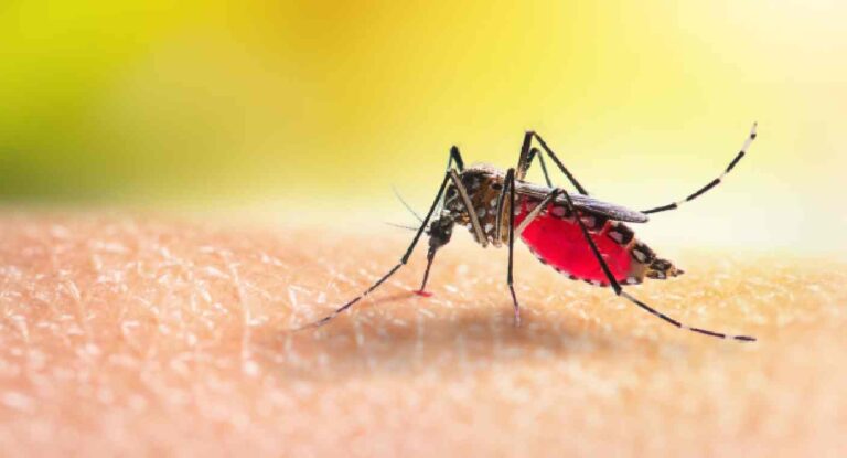 Confirman caso aislado de malaria en Jalisco relacionado con Mundial 2026; descartan brote