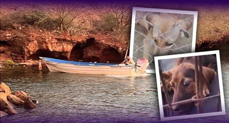 Rescatan cinco perros abandonados en muelle de Guaymas, Sonora Rescatan cinco perros abandonados en muelle de Guaymas, Sonora