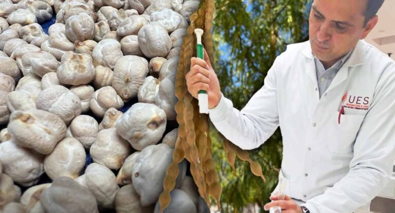 Investigador de la UES crea empaques biodegradables con residuos de garbanzo, mezquite y coco Investigador de la UES crea empaques biodegradables con residuos de garbanzo, mezquite y coco