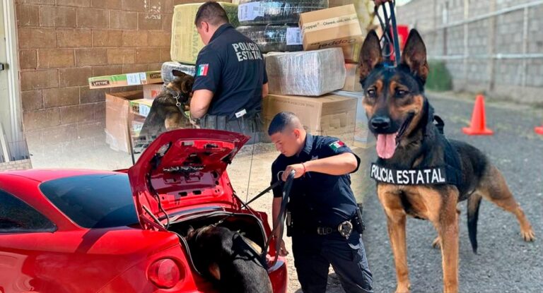 Unidad K-9 de Policía Estatal detiene a 30 personas y recupera 29 vehículos en Sonora