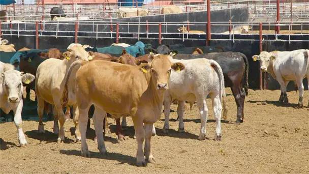 Sonora reanudará exportación de ganado a EU a partir del 24 de agosto Sonora reanudará exportación de ganado a EU a partir del 24 de agosto