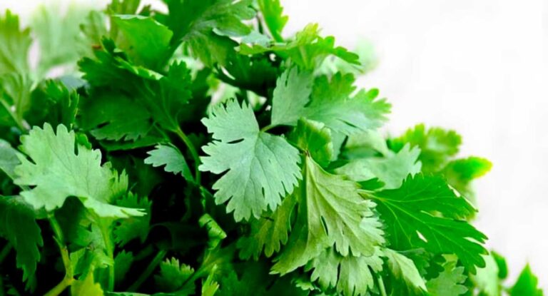 EEUU investiga cilantro y perejil mexicanos por brote de ciclosporiasis