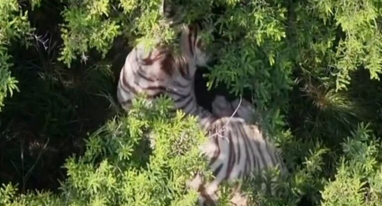 UNAM revela causa de muerte del tigre Kenzo tras necropsia UNAM revela causa de muerte del tigre Kenzo tras necropsia