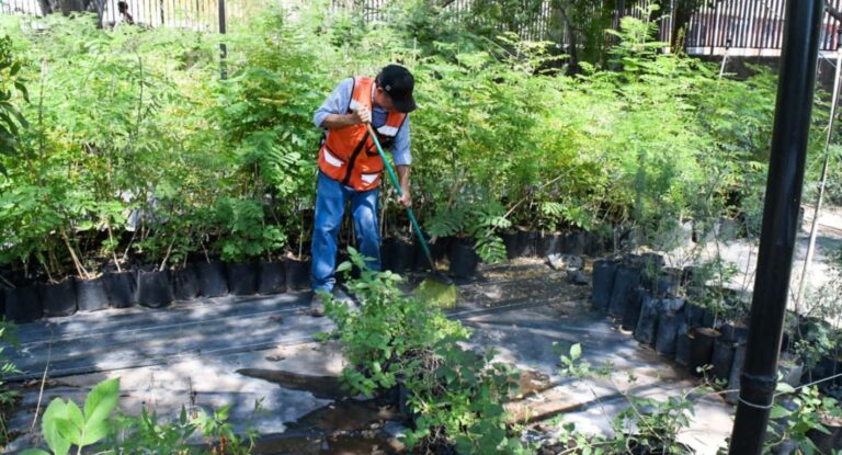 Vivero Municipal de Hermosillo suspende donación de árboles por ola de calor extrema Vivero Municipal de Hermosillo suspende donación de árboles por ola de calor extrema