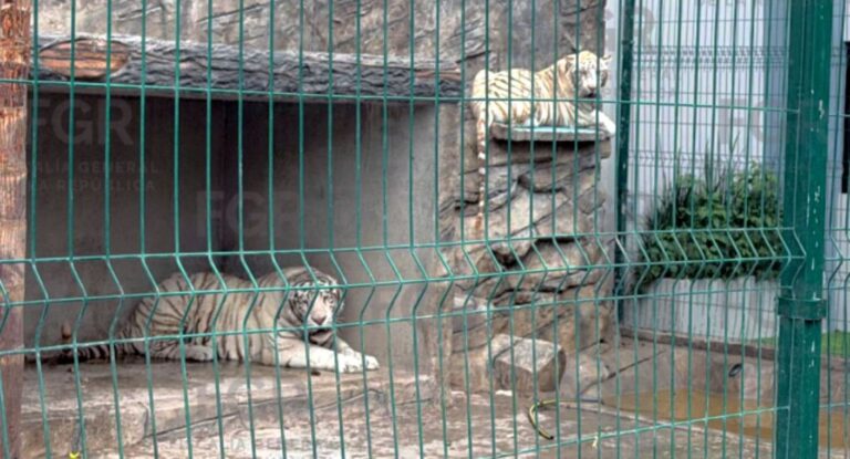 FGR asegura dos tigres blancos durante operativo por delito ambiental en Sonora