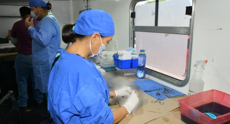Perros y gatos en Hermosillo podrán esterilizarse sin costo; conoce cómo agendar cita