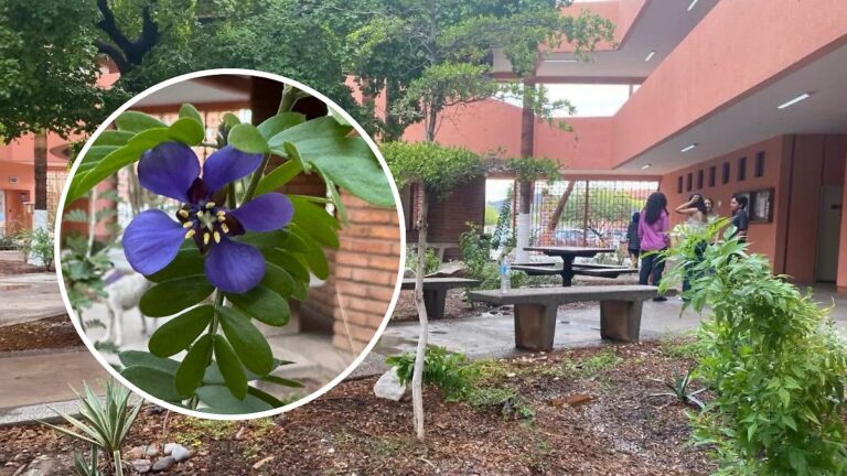 Universidad de Sonora impulsa jardines polinizadores para mitigar calor en campus Hermosillo