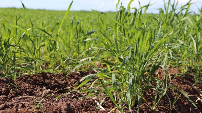 Sonora impulsa su agropecuario pero su economía total se contrae en el primer trimestre de 2026 Sonora impulsa su agropecuario pero su economía total se contrae en el primer trimestre de 2026