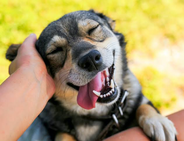 Día Mundial del Perro: impulso a la adopción y cuidado responsable en Sonora Día Mundial del Perro: impulso a la adopción y cuidado responsable en Sonora