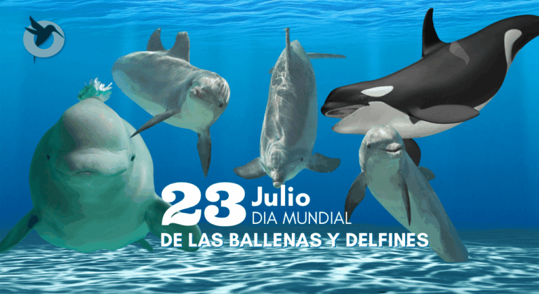 Sonora celebra el Día Mundial de las Ballenas y Delfines, hogar de gigantes marinos Sonora celebra el Día Mundial de las Ballenas y Delfines, hogar de gigantes marinos