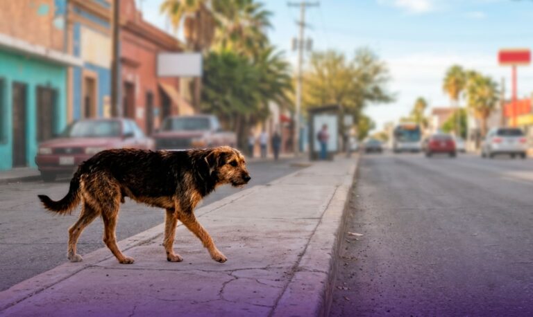Adopción y esterilización, estrategias para controlar la sobrepoblación animal en Hermosillo