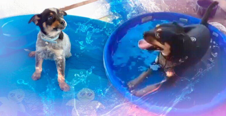 Mónica Astrain recauda fondos en Hermosillo con venta de albercas para perros