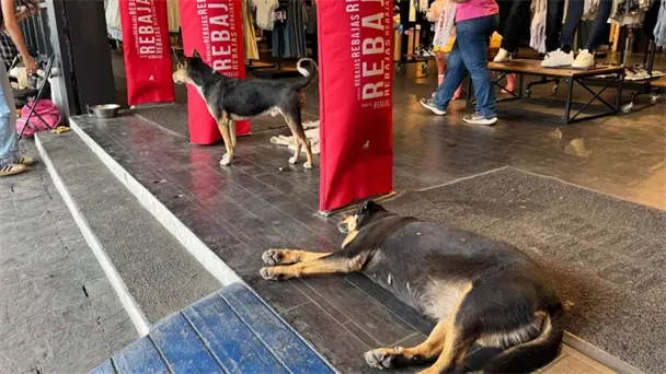 Ciudadanos y comerciantes apoyan que tiendas en Hermosillo den refugio a perros callejeros Ciudadanos y comerciantes apoyan que tiendas en Hermosillo den refugio a perros callejeros