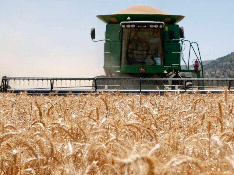 Crisis en la producción de granos básicos afecta al campo mexicano y Sonora
