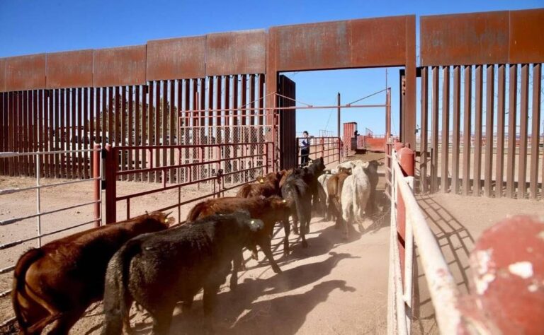 Confirman primer caso activo de gusano barrenador en Sonora