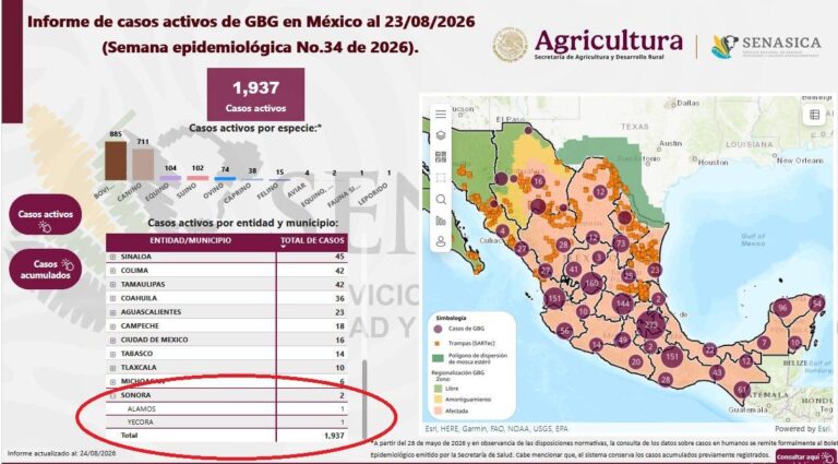 Confirman segundo caso activo de gusano barrenador en Sonora, en Yécora