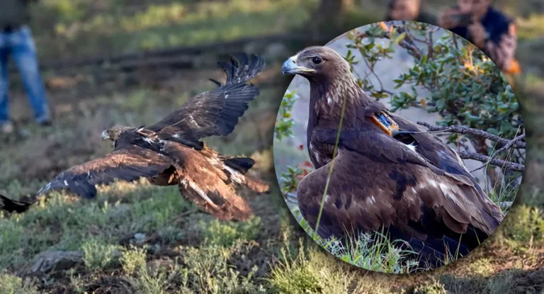 Gobierno de Sonora impulsa conservación del águila real con monitoreo internacional Gobierno de Sonora impulsa conservación del águila real con monitoreo internacional