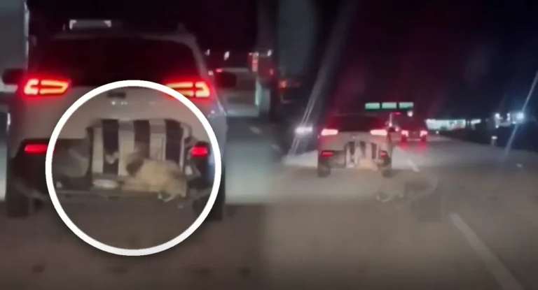 Denuncian transporte de perro enjaulado en exterior de vehículo en carretera Guaymas-Hermosillo
