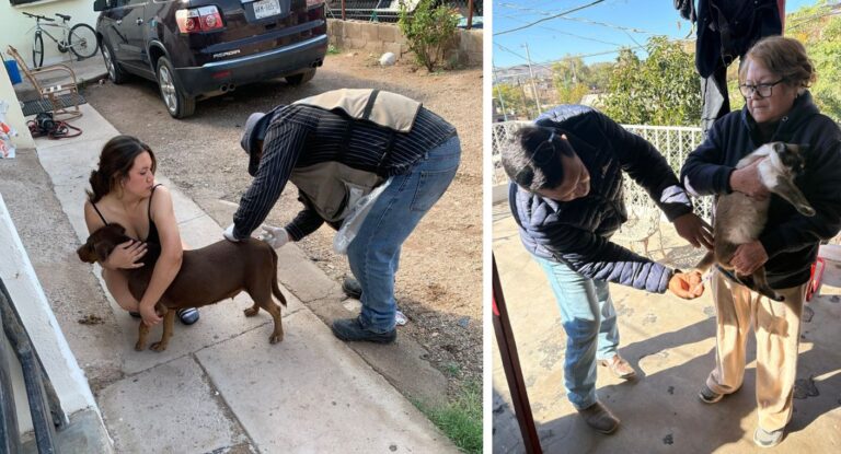 Sonora intensifica acciones para combatir la rickettsia y protege a más de 3 mil perros Sonora intensifica acciones para combatir la rickettsia y protege a más de 3 mil perros
