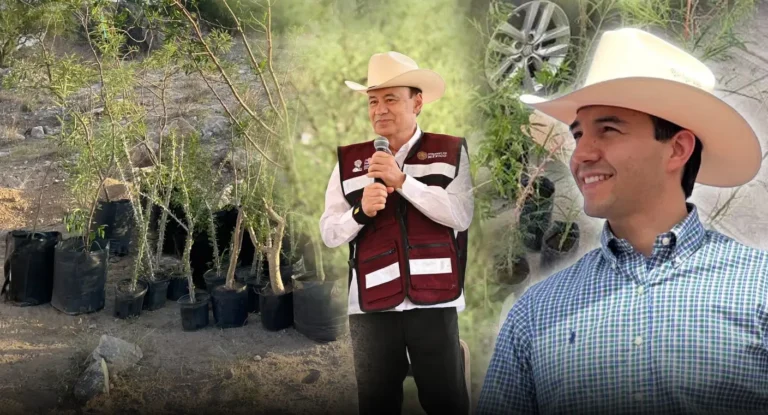 Reforestación en Cerro de la Cementera: 13 mil árboles en ocho meses